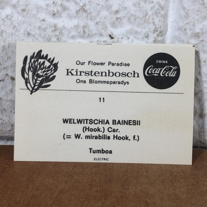 Lot 101: Collection of Coca Cola 'Our Flower Paradise Kirstenbosch' Photos - Image 2