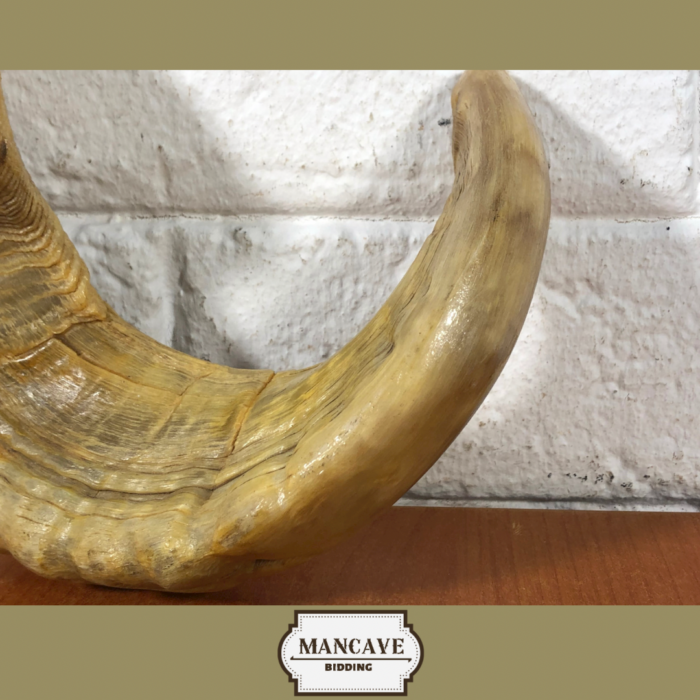 Vintage Ram's Horn Shofar - Image 5