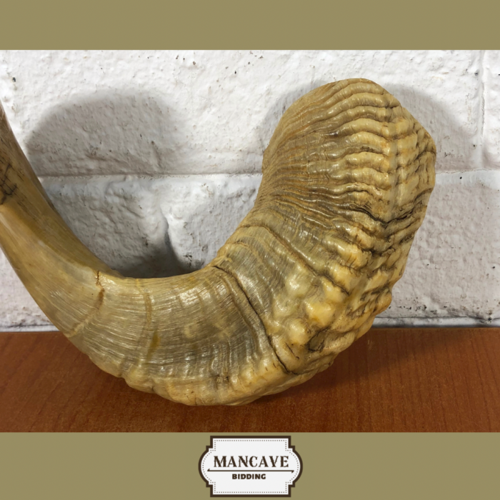 Vintage Ram's Horn Shofar - Image 7