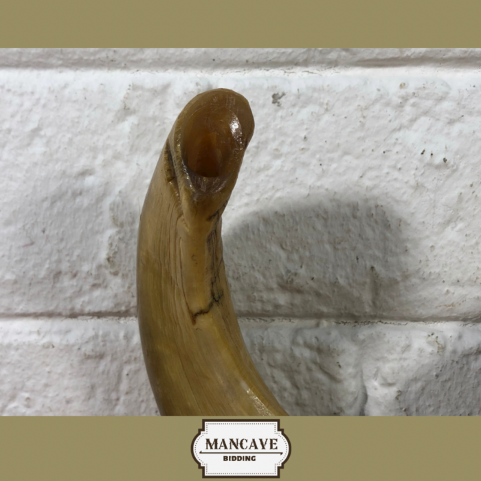 Vintage Ram's Horn Shofar - Image 8