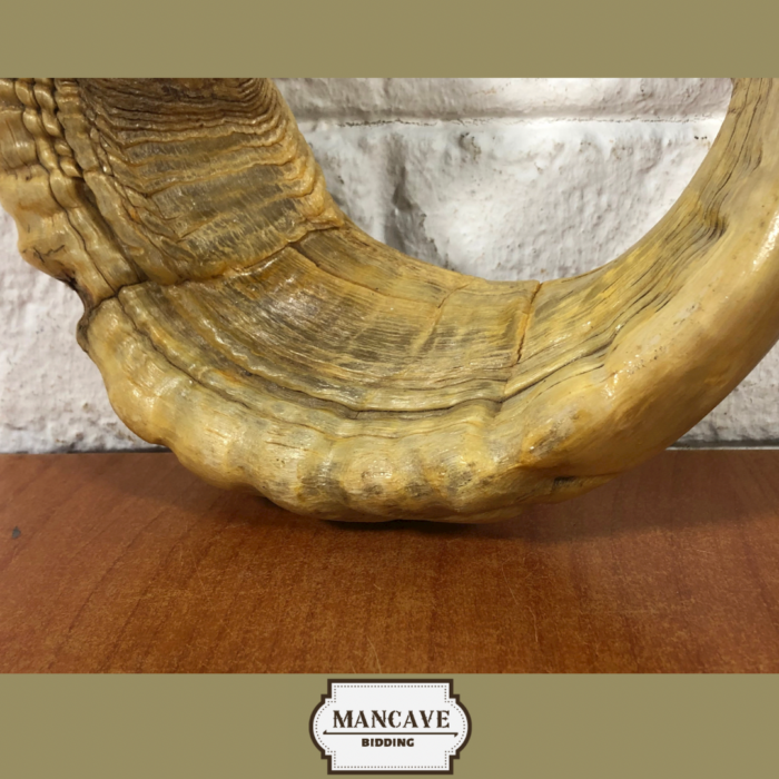 Vintage Ram's Horn Shofar - Image 4